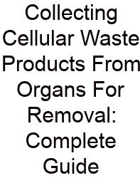 Collecting Cellular Waste Products From Organs For Removal: Complete Guide