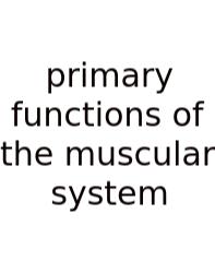 Primary Functions Of The Muscular System