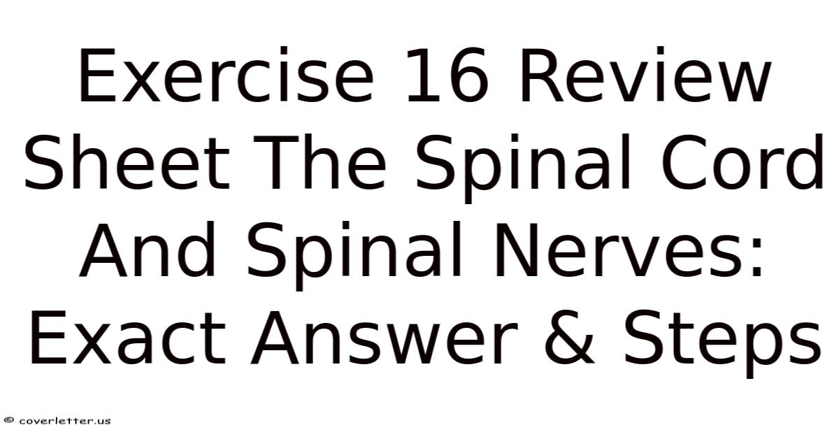 Exercise 16 Review Sheet The Spinal Cord And Spinal Nerves: Exact