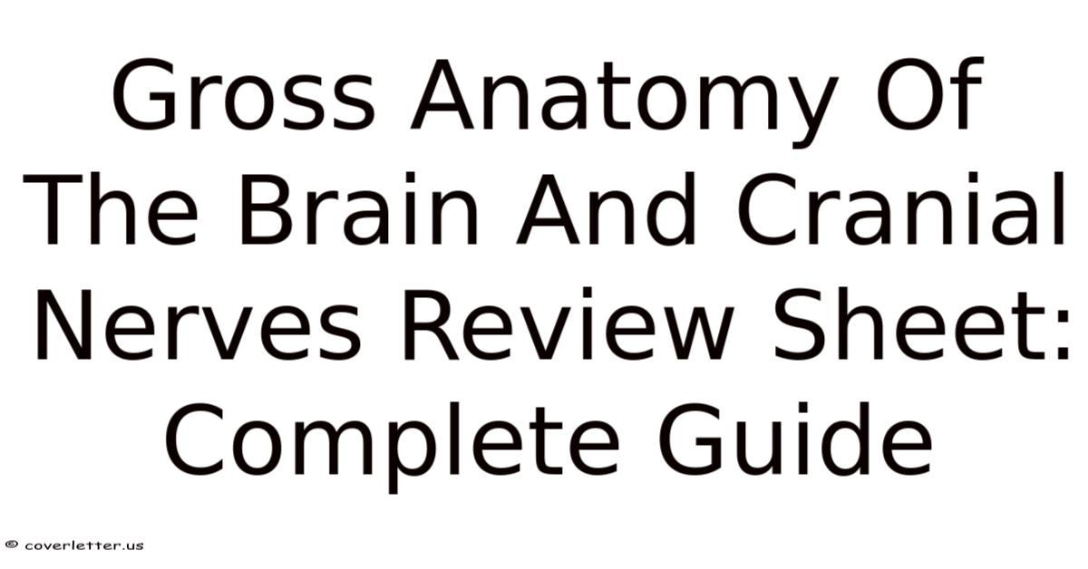 Gross Anatomy Of The Brain And Cranial Nerves Review Sheet: Complete Guide